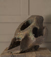 Bronze Skull