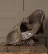 Bronze Skull